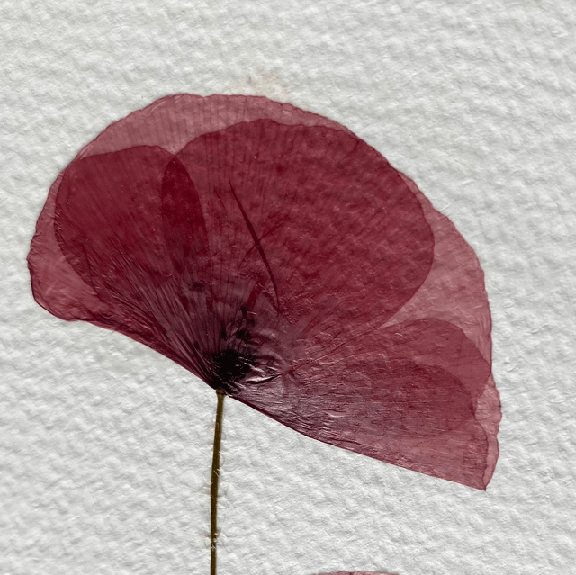  Springtime coquelicot 