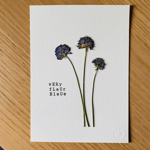 Very fleur bleue