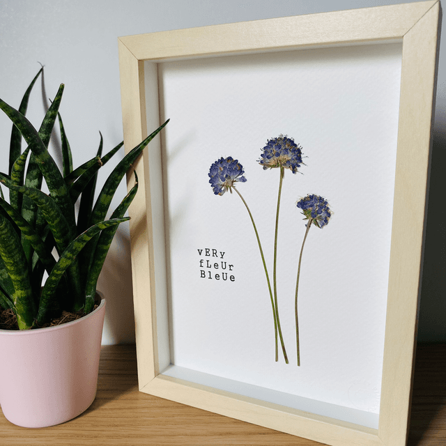 Very fleur bleue